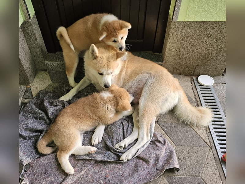 Akita Inu Welpen