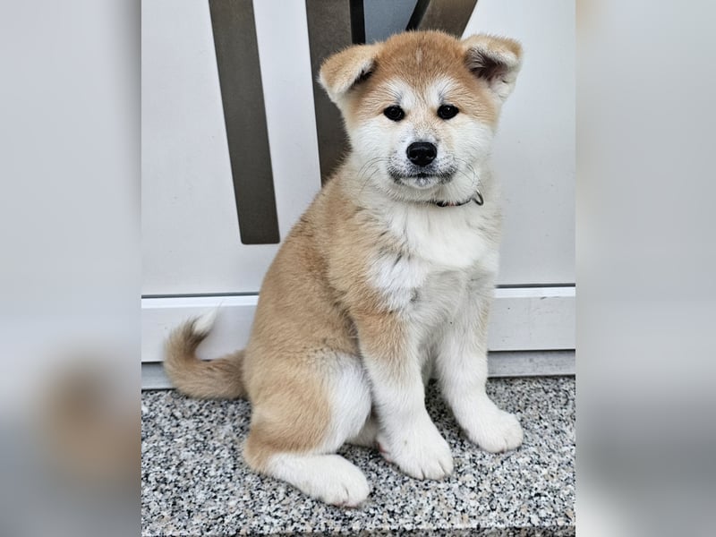 Akita Inu Welpen