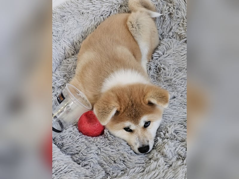 Akita Inu Welpen