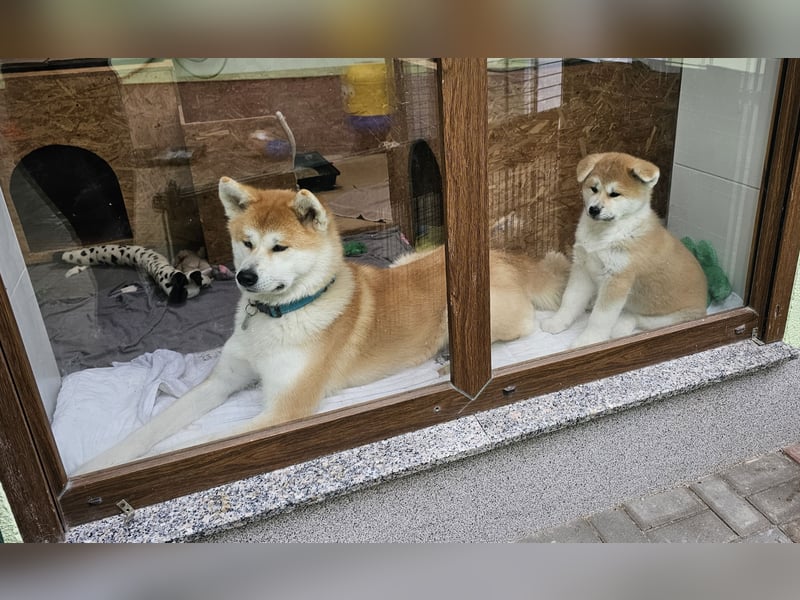 Akita Inu Welpen