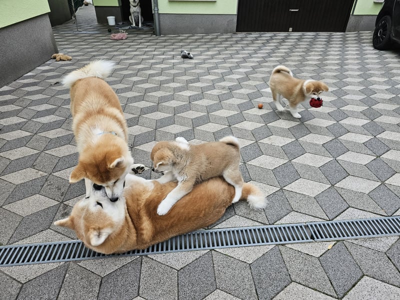 Akita Inu Welpen