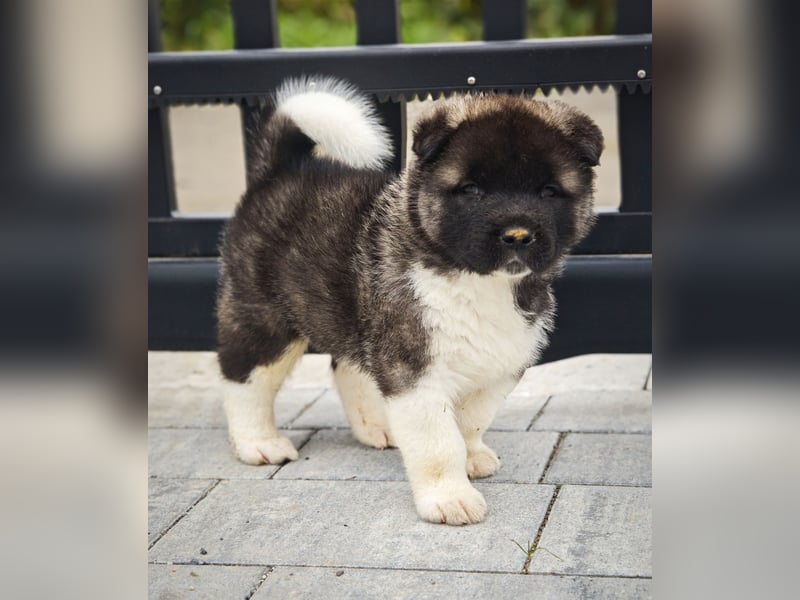 Amerikanischer Akita