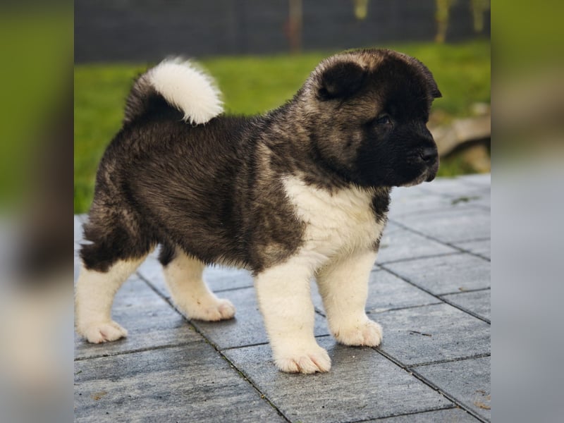 Amerikanischer Akita