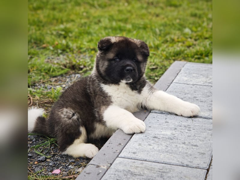 Amerikanischer Akita