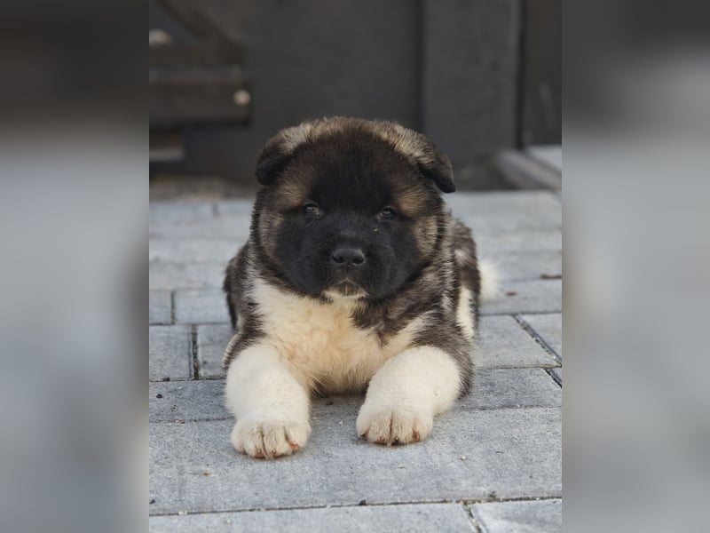 Amerikanischer Akita