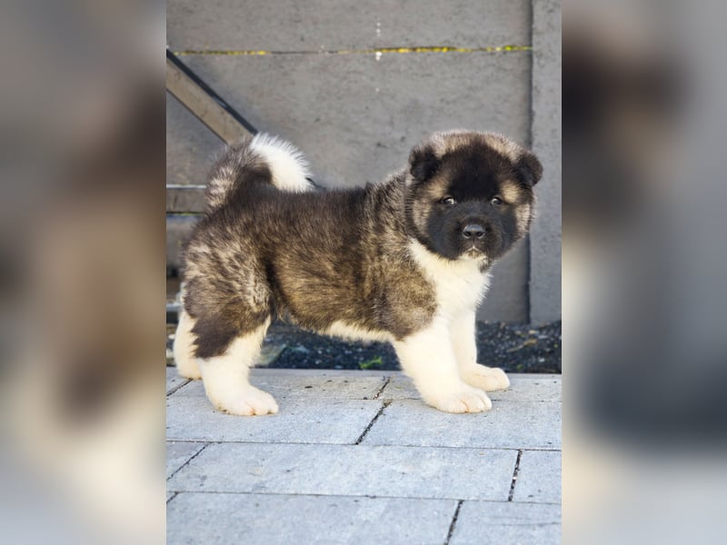 Amerikanischer Akita