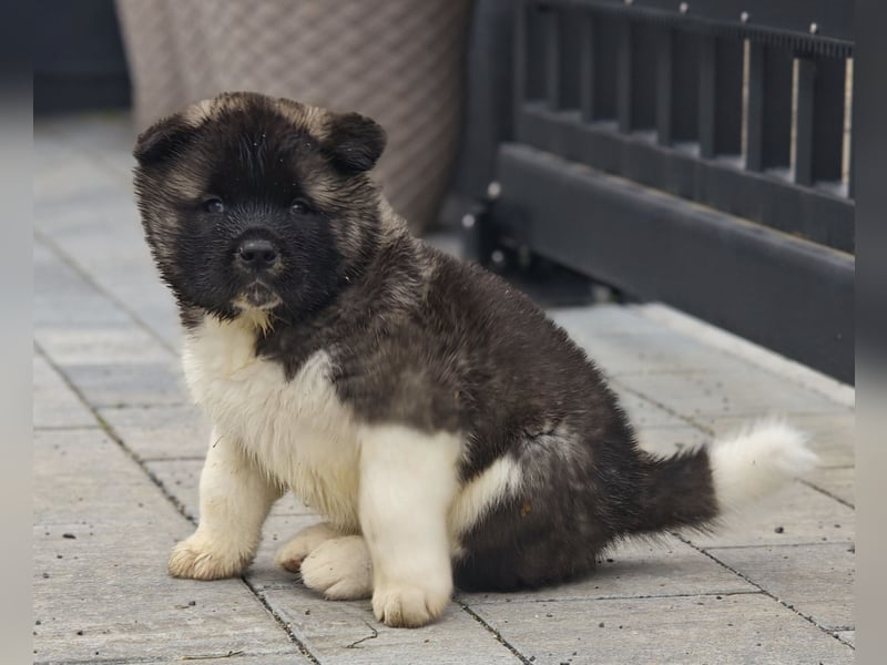 Amerikanischer Akita