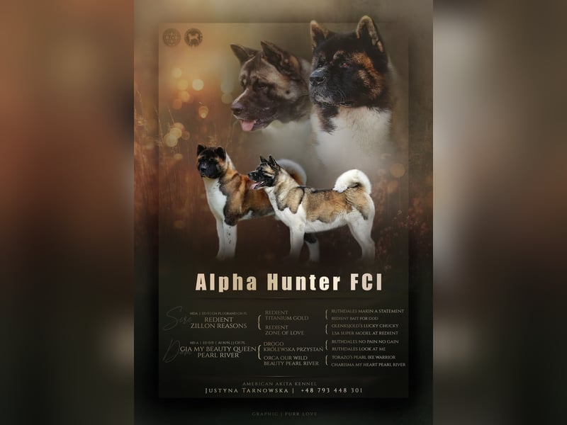 Amerikanischer Akita