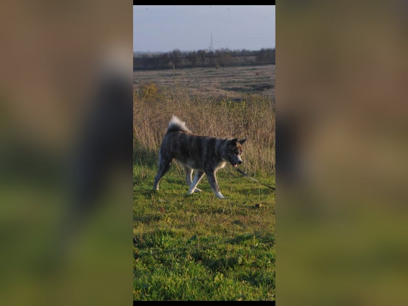 Akita Inu FCI weiblich