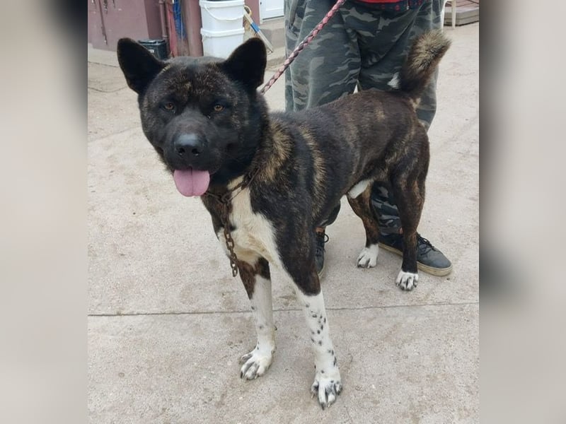 Vidar-KK – stolzer Akita-Typ sucht standhafte und liebevolle Menschen