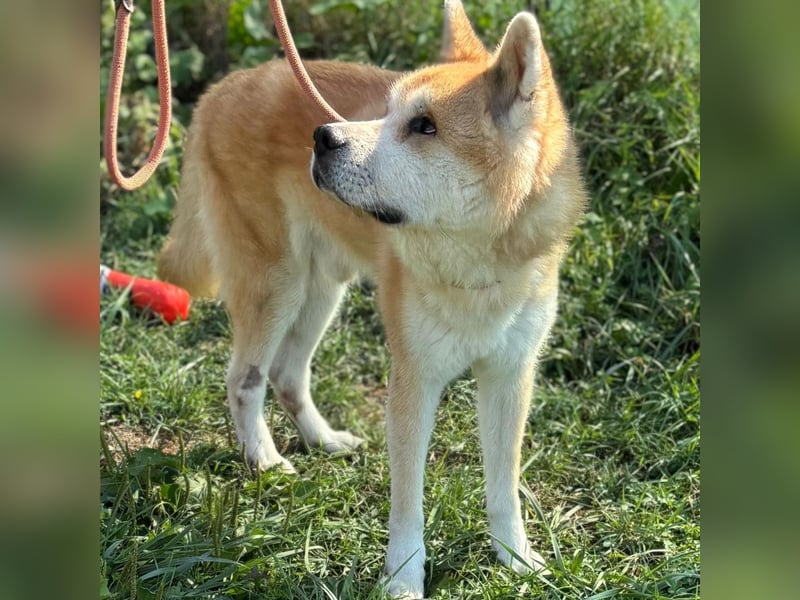 Ruhiger Don sucht sein Zuhause ❤️