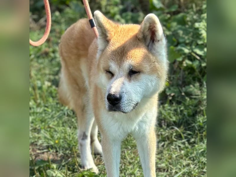 Ruhiger Don sucht sein Zuhause ❤️