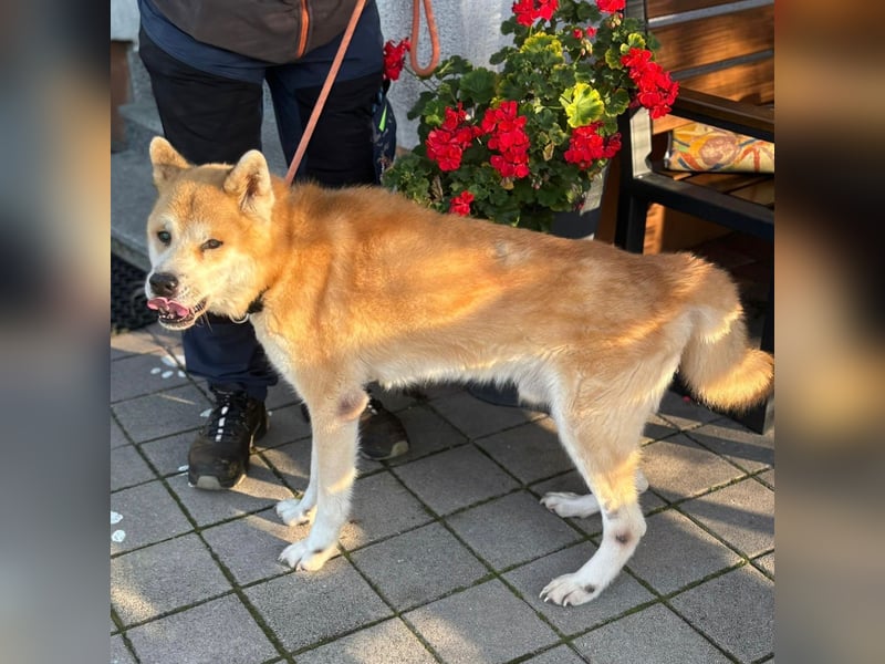 Ruhiger Don sucht sein Zuhause ❤️