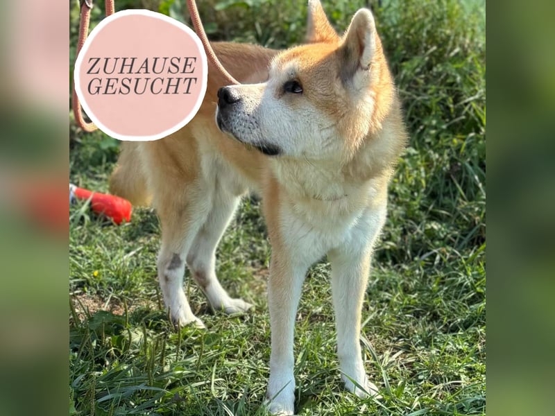 Ruhiger Don sucht sein Zuhause ❤️