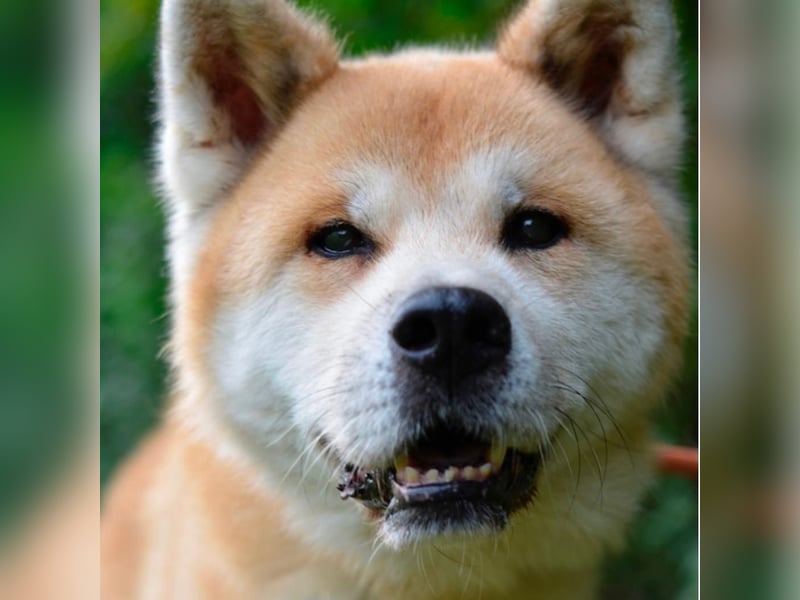 Ruhiger Don sucht sein Zuhause ❤️