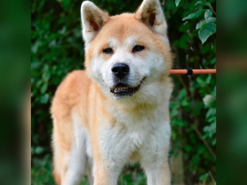 Ruhiger Don sucht sein Zuhause ❤️