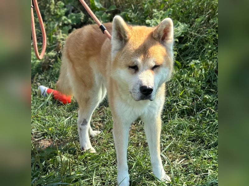 Ruhiger Don sucht sein Zuhause ❤️