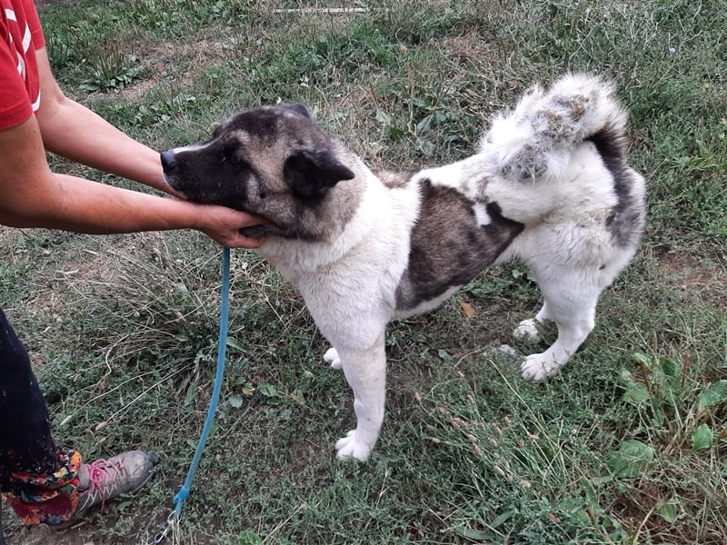 Stella Stella
