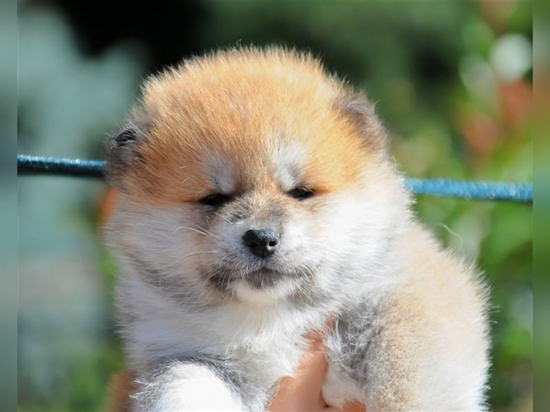 AKITA INU - Japanische Akita -  Welpen mit FCI papieren