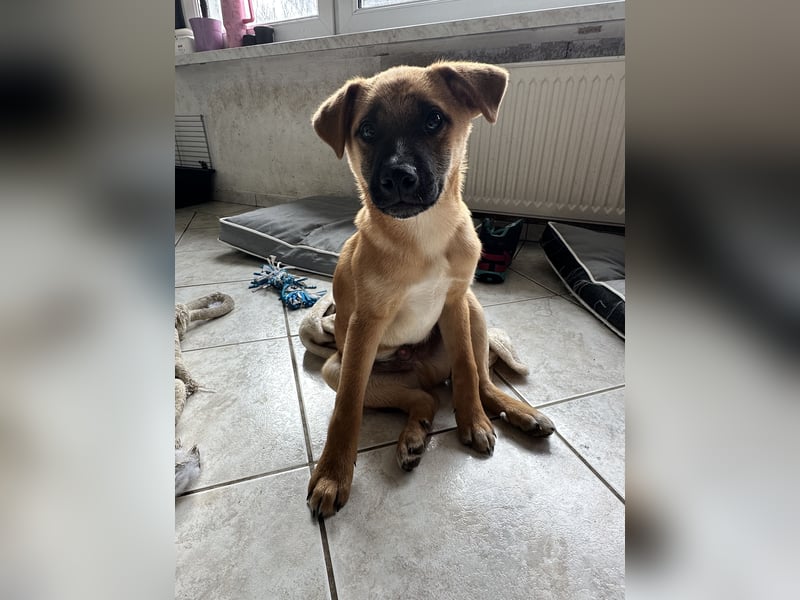 Akita Inu - Bulldoggen -Mix