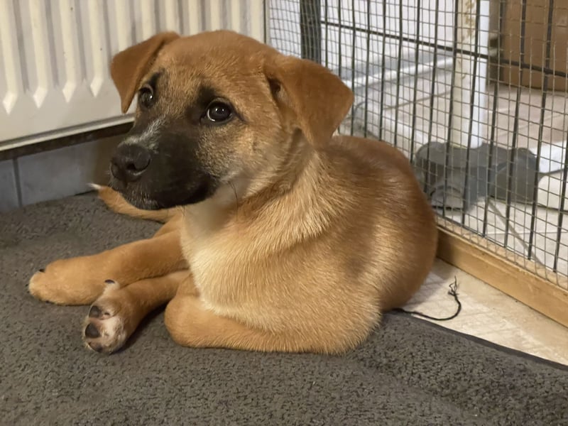Akita Inu - Bulldoggen -Mix