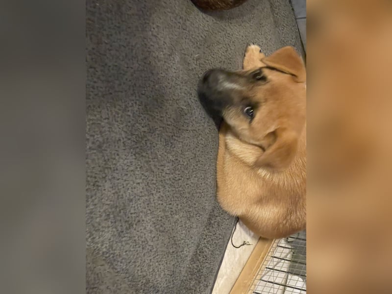 Akita Inu - Bulldoggen -Mix