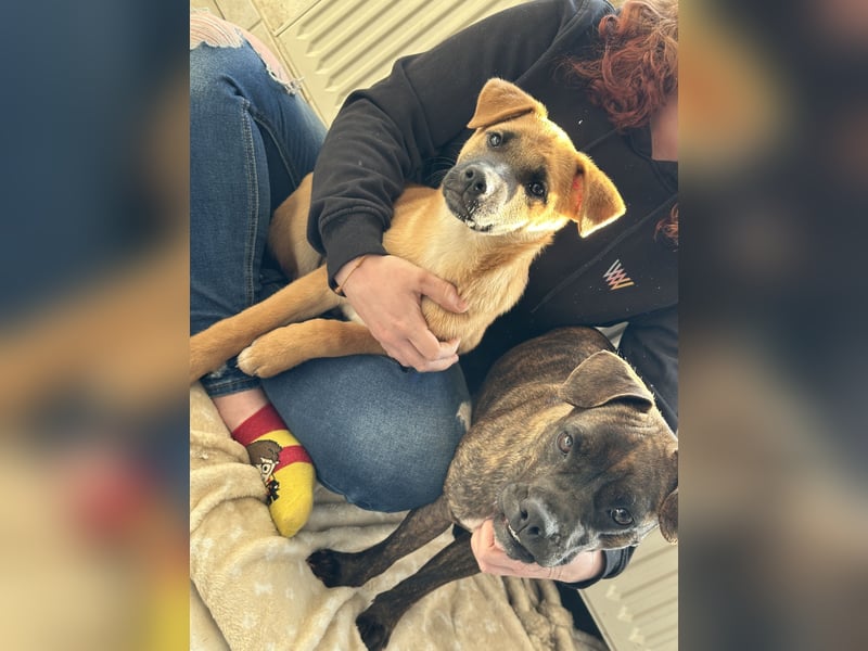 Akita Inu - Bulldoggen -Mix