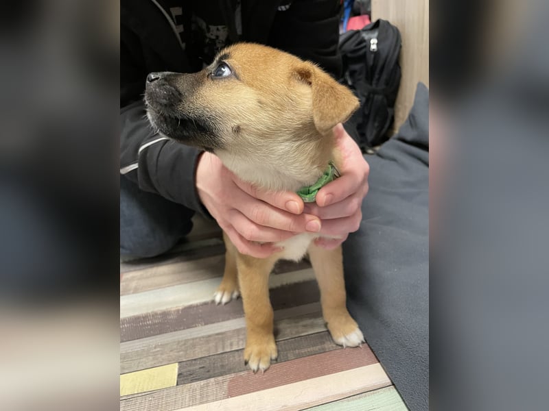 Akita Inu - Bulldoggen -Mix