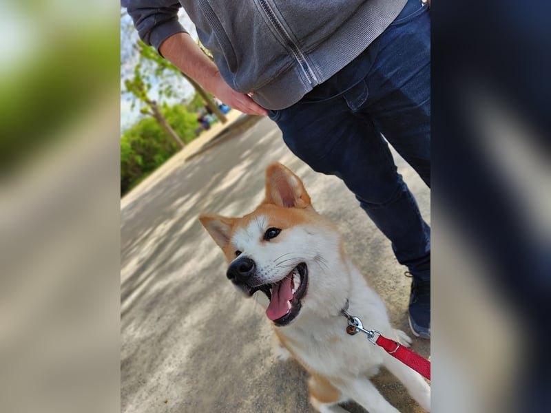 Akita Inu - Bulldoggen -Mix