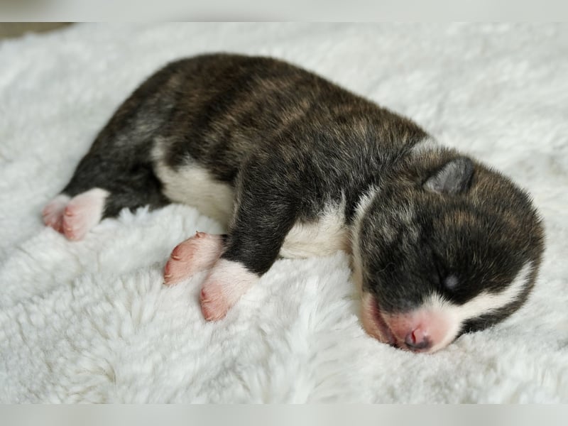 Akita Inu Welpen | A-Wurf | Japan Akita | Ahnentafel | VDH 