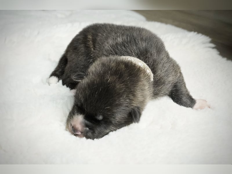 Akita Inu Welpen | A-Wurf | Japan Akita | Ahnentafel | VDH 