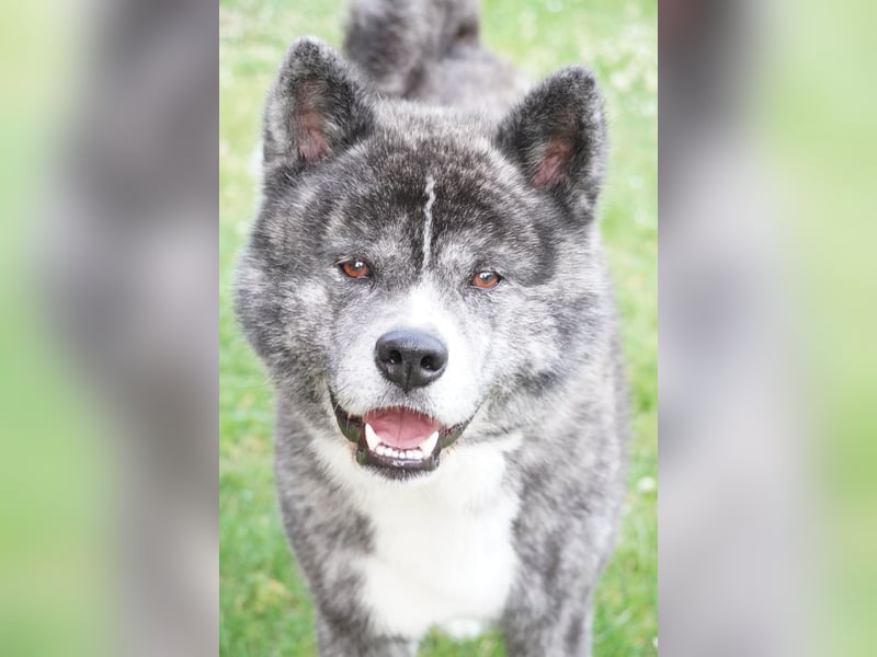 Akita Inu Welpen | A-Wurf | Japan Akita | Ahnentafel | VDH 