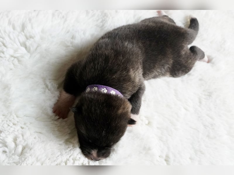Akita Inu Welpen | A-Wurf | Japan Akita | Ahnentafel | VDH 