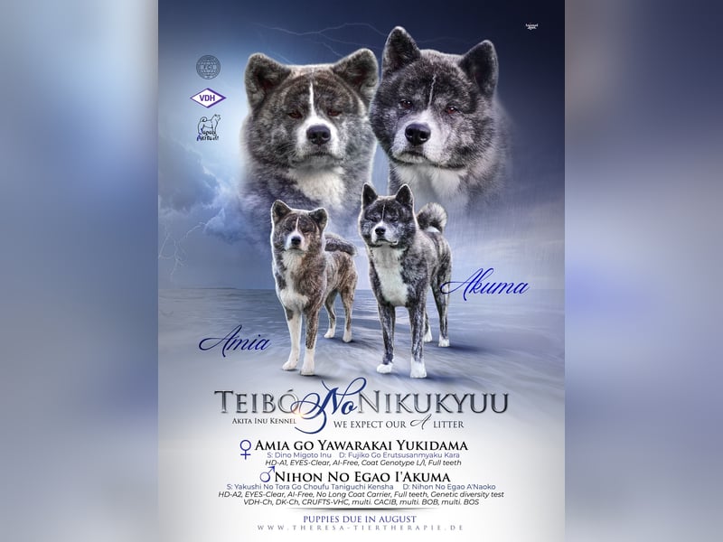 Akita Inu Welpen | A-Wurf | Japan Akita | Ahnentafel | VDH 