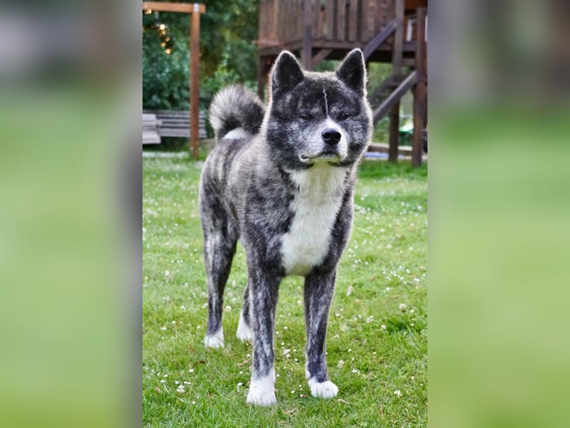 Akita Inu Welpen | A-Wurf | Japan Akita | Ahnentafel | VDH 