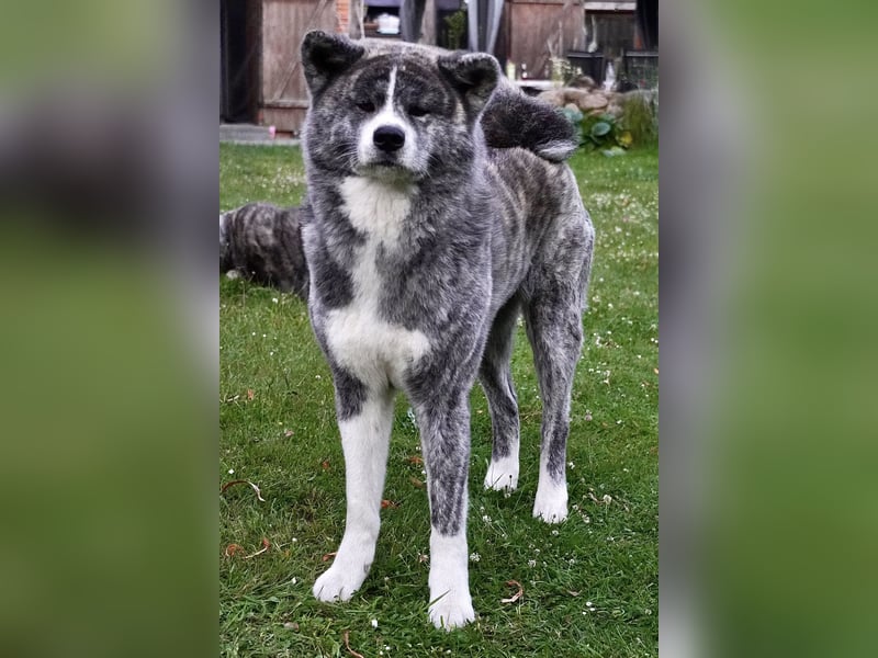Akita Inu Welpen | A-Wurf | Japan Akita | Ahnentafel | VDH 
