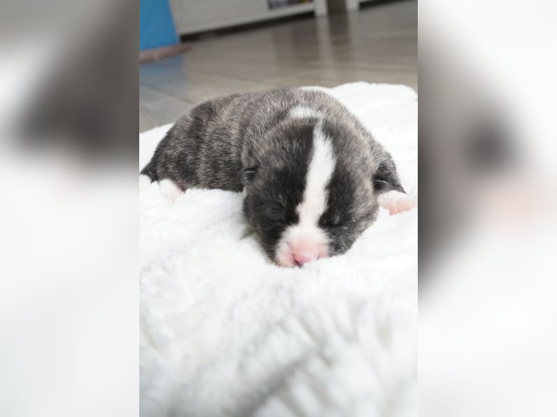 Akita Inu Welpen | A-Wurf | Japan Akita | Ahnentafel | VDH 