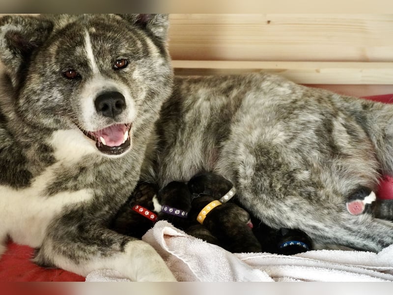 Akita Inu Welpen | A-Wurf | Japan Akita | Ahnentafel | VDH 