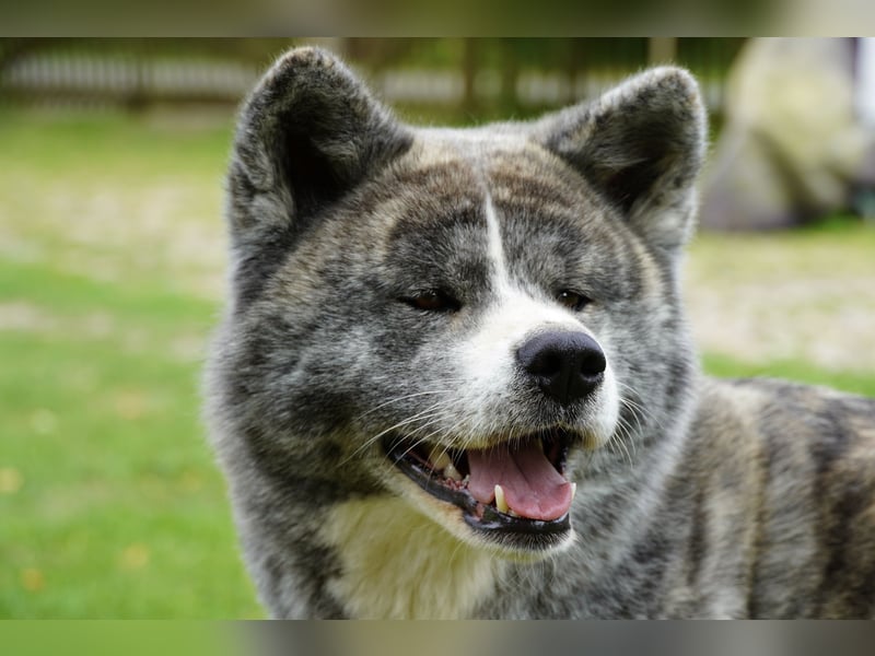 Akita Inu Welpen | A-Wurf | Japan Akita | Ahnentafel | VDH 