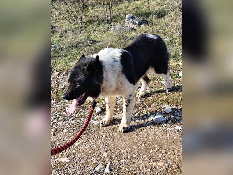 Jax – ein treuer Riese sucht sein Glück