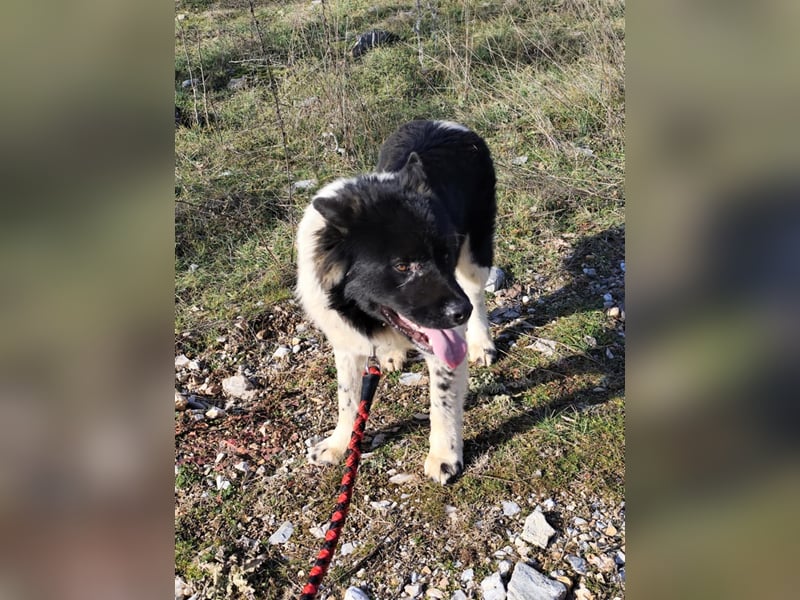 Jax – ein treuer Riese sucht sein Glück