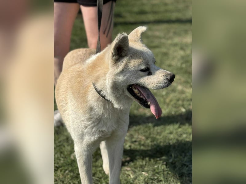 Hachiko, geboren 14.02.2015, 62cm sucht sein letztes Glück
