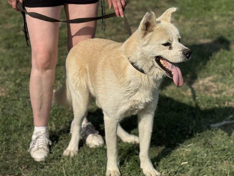 Hachiko, geb. 14.02.2015, 62 cm, sucht ein liebevolles Zuhause