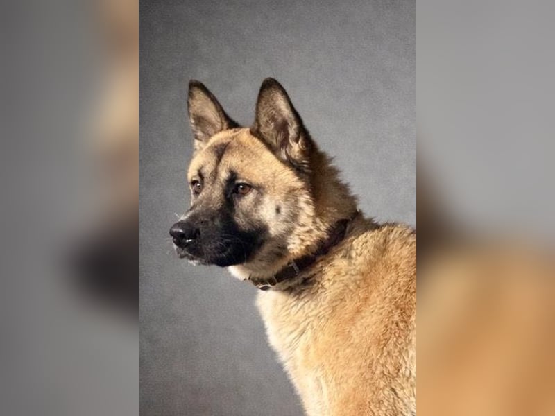Wunderschöner Akita-Mix, ca. 1,5 J., rundum freundlich, kastriert