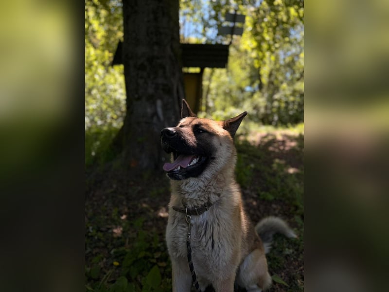 Wunderschöner Akita-Mix, ca. 1,5 J., rundum freundlich, kastriert