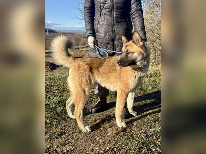 Wunderschöner Akita-Mix, ca. 1,5 J., rundum freundlich, kastriert