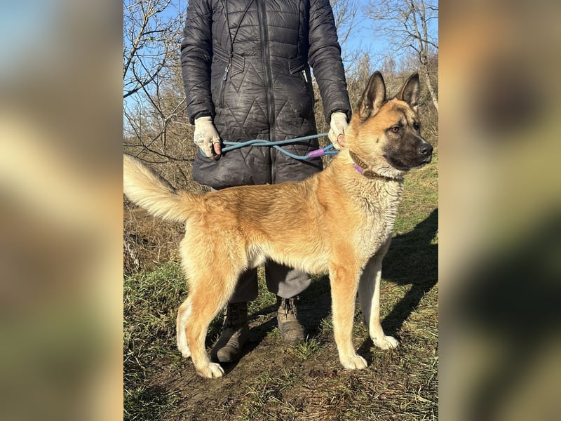 Wunderschöner Akita-Mix, ca. 1,5 J., rundum freundlich, kastriert