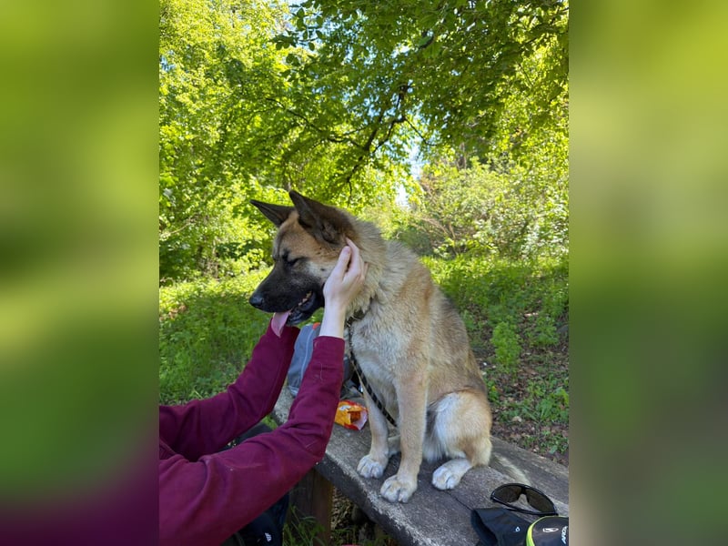 Wunderschöner Akita-Mix, ca. 1,5 J., rundum freundlich, kastriert
