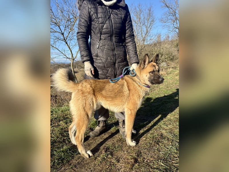 Wunderschöner Akita-Mix, ca. 1,5 J., rundum freundlich, kastriert