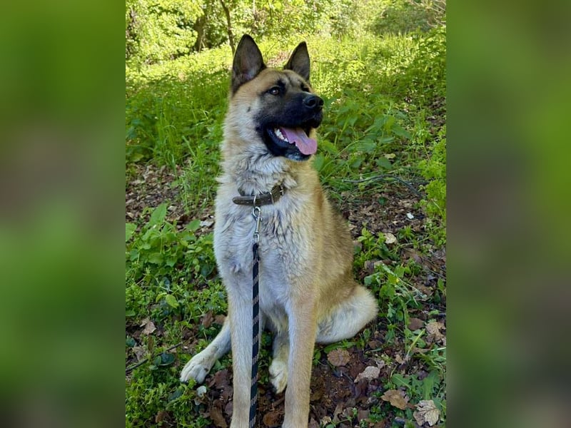 Wunderschöner Akita-Mix, ca. 1,5 J., rundum freundlich, kastriert